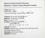 中文名:臺灣土沉香(S054706)學名:Excoecaria formosana (Hayata) Hayata(S054706)英文名:Formosan Excoecaria