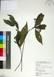 中文名:薄葉玉心花(S054765)學名:Tarenna gracilipes (Hayata) Ohwi(S054765)英文名:Thin-leaf Tarenna