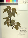 中文名:土沉香(S055043)學名:Excoecaria agallocha L.(S055043)英文名:Milky Mangrove, Blinding Tree