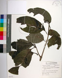 中文名:皮孫木(S062711)學名:Pisonia umbellifera (Forst.) Seem.(S062711)英文名:Malay Catchbird Tree