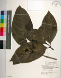 中文名:皮孫木(S062953)學名:Pisonia umbellifera (Forst.) Seem.(S062953)英文名:Malay Catchbird Tree