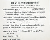 中文名:球果杜英(S062959)學名:Elaeocarpus sphaericus (Gaertn.) Schumann var. hayatae (Kanehira & Sasaki) Chang(S062959)中文別名:早田氏杜英英文名:Hayata Elaeocarpus