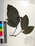 中文名:皮孫木(S063061)學名:Pisonia umbellifera (Forst.) Seem.(S063061)英文名:Malay Catchbird Tree