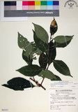中文名:玉葉金花(S063237)學名:Mussaenda parviflora Matsum.(S063237)英文名:Mussaenda