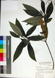 中文名:薄葉玉心花(S063379)學名:Tarenna gracilipes (Hayata) Ohwi(S063379)英文名:Thin-leaf Tarenna
