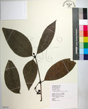 中文名:皮孫木(S063427)學名:Pisonia umbellifera (Forst.) Seem.(S063427)英文名:Malay Catchbird Tree