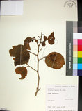 中文名:止宮樹(S063710)學名:Allophylus timorensis (DC.) Blume(S063710)英文名:Timor allophylus