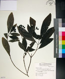 中文名:薄葉玉心花(S063751)學名:Tarenna gracilipes (Hayata) Ohwi(S063751)英文名:Thin-leaf Tarenna
