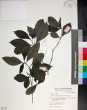 中文名:薄葉玉心花(S064126)學名:Tarenna gracilipes (Hayata) Ohwi(S064126)英文名:Thin-leaf Tarenna