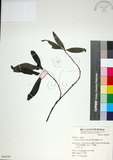 中文名:薄葉玉心花(S064250)學名:Tarenna gracilipes (Hayata) Ohwi(S064250)英文名:Thin-leaf Tarenna