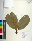 中文名:瓊崖海棠(S065349)學名:Calophyllum inophyllum L.(S065349)中文別名:胡桐英文名:Indiapoon Beautyleaf, Alexandrian Laurel