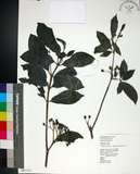 中文名:薄葉玉心花(S065524)學名:Tarenna gracilipes (Hayata) Ohwi(S065524)英文名:Thin-leaf Tarenna