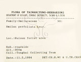 中文名:糙莖菝契(S067177)學名:Smilax bracteata C. Presl var. verruculosa (Merr.) T. Koyama(S067177)中文別名:疣枝菝契英文名:Verrucose Greenbrier拉丁同物異名:Smilax bracteata Presl subsp. verruculosa (Merr.) T. Koyama