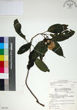 中文名:玉葉金花(S067755)學名:Mussaenda parviflora Matsum.(S067755)英文名:Mussaenda