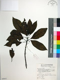 中文名:球果杜英(S068672)學名:Elaeocarpus sphaericus (Gaertn.) Schumann var. hayatae (Kanehira & Sasaki) Chang(S068672)中文別名:早田氏杜英英文名:Hayata Elaeocarpus