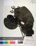 中文名:皮孫木(S068888)學名:Pisonia umbellifera (Forst.) Seem.(S068888)英文名:Malay Catchbird Tree