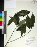 中文名:薄葉玉心花(S069145)學名:Tarenna gracilipes (Hayata) Ohwi(S069145)英文名:Thin-leaf Tarenna