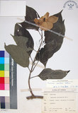 中文名:玉葉金花(S070427)學名:Mussaenda parviflora Matsum.(S070427)英文名:Mussaenda