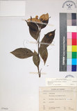 中文名:玉葉金花(S070428)學名:Mussaenda parviflora Matsum.(S070428)英文名:Mussaenda