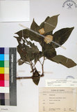 中文名:玉葉金花(S070430)學名:Mussaenda parviflora Matsum.(S070430)英文名:Mussaenda