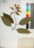 中文名:玉葉金花(S070431)學名:Mussaenda parviflora Matsum.(S070431)英文名:Mussaenda