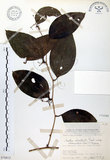 中文名:糙莖菝契(S070812)學名:Smilax bracteata C. Presl var. verruculosa (Merr.) T. Koyama(S070812)中文別名:疣枝菝契英文名:Verrucose Greenbrier拉丁同物異名:Smilax bracteata Presl subsp. verruculosa (Merr.) T. Koyama