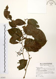 中文名:糙莖菝契(S072825)學名:Smilax bracteata C. Presl var. verruculosa (Merr.) T. Koyama(S072825)中文別名:疣枝菝契英文名:Verrucose Greenbrier拉丁同物異名:Smilax bracteata Presl subsp. verruculosa (Merr.) T. Koyama