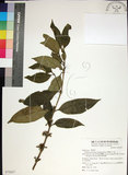 中文名:薄葉玉心花(S072827)學名:Tarenna gracilipes (Hayata) Ohwi(S072827)英文名:Thin-leaf Tarenna