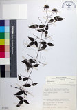 中文名:臺灣鐵線蓮(S073431)學名:Clematis formosana Kuntze(S073431)