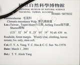 中文名:麥氏鐵線蓮(S075032)學名:Clematis meyeniana Walp.(S075032)