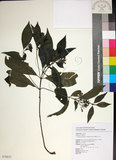 中文名:薄葉玉心花(S076633)學名:Tarenna gracilipes (Hayata) Ohwi(S076633)英文名:Thin-leaf Tarenna