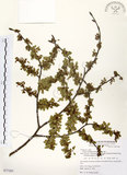 中文名:阿里山榆(S077285)學名:Ulmus uyematsui Hayata(S077285)英文名:Arishan Elm.