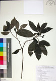 中文名:薄葉玉心花(S077353)學名:Tarenna gracilipes (Hayata) Ohwi(S077353)英文名:Thin-leaf Tarenna