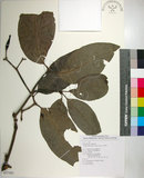 中文名:皮孫木(S077382)學名:Pisonia umbellifera (Forst.) Seem.(S077382)英文名:Malay Catchbird Tree
