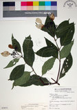 中文名:玉葉金花(S079571)學名:Mussaenda parviflora Matsum.(S079571)英文名:Mussaenda