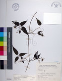 中文名:臺灣鐵線蓮(S080866)學名:Clematis formosana Kuntze(S080866)