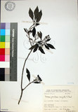 中文名:薄葉玉心花(S080930)學名:Tarenna gracilipes (Hayata) Ohwi(S080930)英文名:Thin-leaf Tarenna