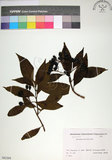 中文名:玉葉金花(S082204)學名:Mussaenda parviflora Matsum.(S082204)英文名:Mussaenda