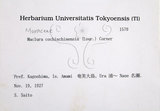 中文名:柘樹(S082206)學名:Maclura cochinchinensis (Lour.) Corner(S082206)英文名:Emarginate-leaf Silkwormthorn