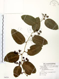 中文名:糙莖菝契(S084220)學名:Smilax bracteata C. Presl var. verruculosa (Merr.) T. Koyama(S084220)中文別名:疣枝菝契英文名:Verrucose Greenbrier拉丁同物異名:Smilax bracteata Presl subsp. verruculosa (Merr.) T. Koyama