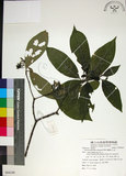 中文名:薄葉玉心花(S084249)學名:Tarenna gracilipes (Hayata) Ohwi(S084249)英文名:Thin-leaf Tarenna