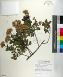 中文名:鯽魚膽(S084269)學名:Pluchea indica (L.) Less.(S084269)中文別名:闊苞菊英文名:Indian pluchea