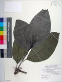 中文名:皮孫木(S085634)學名:Pisonia umbellifera (Forst.) Seem.(S085634)英文名:Malay Catchbird Tree