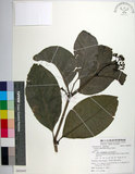 中文名:皮孫木(S085642)學名:Pisonia umbellifera (Forst.) Seem.(S085642)英文名:Malay Catchbird Tree