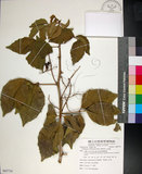 中文名:止宮樹(S085734)學名:Allophylus timorensis (DC.) Blume(S085734)英文名:Timor allophylus