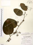 中文名:糙莖菝契(S085865)學名:Smilax bracteata C. Presl var. verruculosa (Merr.) T. Koyama(S085865)中文別名:疣枝菝契英文名:Verrucose Greenbrier拉丁同物異名:Smilax bracteata Presl subsp. verruculosa (Merr.) T. Koyama