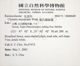 中文名:麥氏鐵線蓮(S088049)學名:Clematis meyeniana Walp.(S088049)