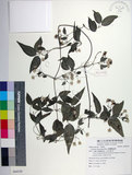 中文名:臺灣鐵線蓮(S088559)學名:Clematis formosana Kuntze(S088559)