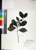 中文名:薄葉玉心花(S088831)學名:Tarenna gracilipes (Hayata) Ohwi(S088831)英文名:Thin-leaf Tarenna