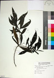 中文名:薄葉玉心花(S088839)學名:Tarenna gracilipes (Hayata) Ohwi(S088839)英文名:Thin-leaf Tarenna